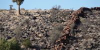 elephant-crossing-karoo