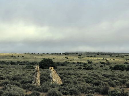Purr and simple — walking with cheetahs across the plains of the wild Great Karoo