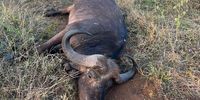 The carcass of a buffalo. (Photo: Supplied)</p>
<p>