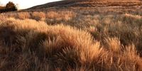 [Winter grass]. Photographer: [Annie Nicolson]. 