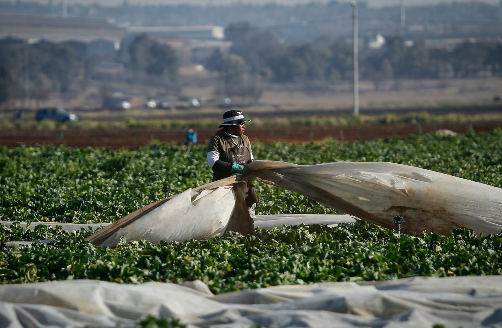 A farmworker prepares for the spinach harvest. Farmers are now being given title deeds to land transferred by the state.