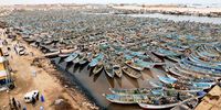 The artisinal fishing port of Nouadhibou, Mauritania with 5,000-7,500 octopus pirogues. Up to 50,000 men fish for octopus and in total, at least 100,000 people are working here. (Photo: Nathalie Bertrams)