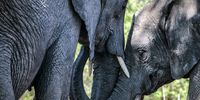 Madikwe reserve and the normalisation of killing elephants
