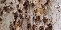 Typical shot-hole borer damage to a London plane tree. Photo: FABI