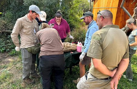 Hurt hyena bet on the right humans when it collapsed at this Limpopo lodge