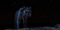 Black Leopard Under the Stars. I spent more than a year photographing leopards in Kenya's Laikipia County. All images were taken using a high-quality camera trap system that I developed myself for photographing elusive and nocturnal wildlife. One of the leopards in this area is a very rare melanistic individual – a black panther. Prior to this project, a black leopard had not been scientifically documented in Africa for more than 100 years. The normal ‘spotty’ leopards shown in this series are thought to be the parents of the black leopard. Working exclusively at night allowed me to get creative with lighting. In some images, I used dramatic, studio-like lighting, while in others I balanced my flash with ambient moonlight or even exposed stars in the night sky. Working with such an unusual black animal in the black of night was both a great challenge and a wonderful opportunity to experiment with light. © Will Burrard-Lucas, United Kingdom, Shortlist, Professional, Wildlife & Nature, 2021 Sony World Photography Awards