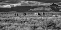 The Great Elephant Crossing: Did elephant herds once rumble through the Karoo plains?