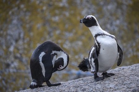 Creecy limits fishing around key African penguin colonies in ‘deal’ for people and birds
