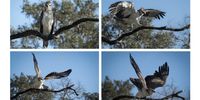 CAPTION: A juvenile Martial Eagle in Kruger Park, possibly first flight</p>
<p>CREDIT (Photographer): David Collett
