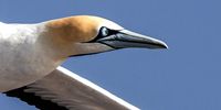 John-Gannet Getaway