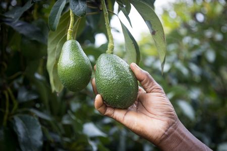 The right months for eating avos? Any time you like