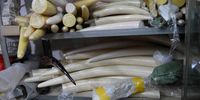 Mass-produced fake ivory for sale in China.