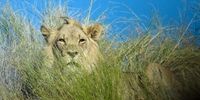"I'm watching you" - Kgalagadi Lion. Photographer: Don Jepson