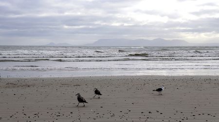 After bacterial infections, Strand beachgoers call for effective water-quality flag system