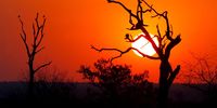 epa00542641 The sun sets behind a dead leadwood tree in the northern Kruger National Park, South Africa, Saturday 01 October 2005. With lower rainfall and a warmer winter than normal, weather conditions coded 'red' under the National Fire Danger Rating System have seen devastating fires in many provinces of the country over the last week, with drought conditions persisting in many areas including the world-famous reserve.  EPA/JON HRUSA