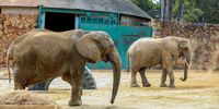 Opinion-Cruise-zoo elephants