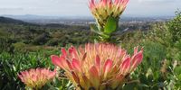 Views from the Protea gardens at Kirstenbosch yesterday.