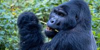Silverback Gorilla – Impenetrable Forest - Bwindi National Park – Uganda. Photographer: Albert McLean