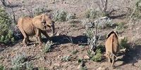 Starving elephants may have to be culled. (Photo: NSPCA)