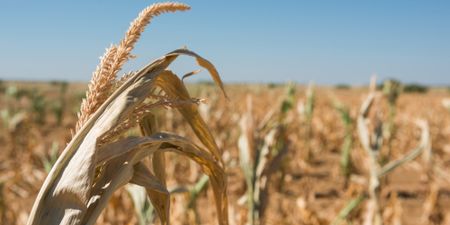 Upbeat South African agricultural assessments wither in February heat as El Niño bites