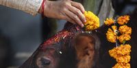 A Nepalese devotee worships a cow during the 'Gai Puja', also known as Cow Worship Day, as part of the Tihar festival in Kathmandu, Nepal, 04 November 2021. The Tihar Festival is the second most important event for Nepalese people. During the celebrations people worship cows, considered the incarnation of Lord Laxmi, the god of wealth.  EPA-EFE/NARENDRA SHRESTHA