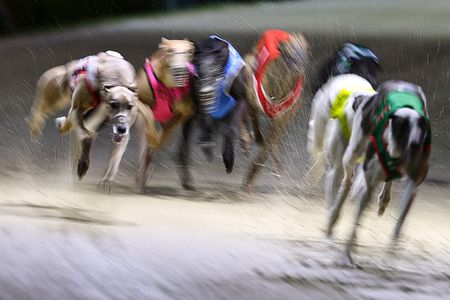A greyhound race in Sydney, French riots, and more from around the world