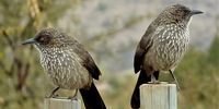 Poles apart. Arrow-marked Babblers, Mankwe Dam, Pilanesberg NP. Image: Peter Vos