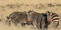 This zebra is a hardy mountain habitat specialist and the smallest of the wild equids. Image: Chris Marais