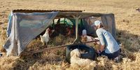 Vanessa’s pasture-raised broiler chickens live the life in their mobile coops, outdoors and protected from predators. (Photo: Wanda Hennig)<br>