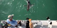 fallows-shark-book