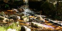 Kirstenbosch National Botanical Garden. Photographer: Karin Linder