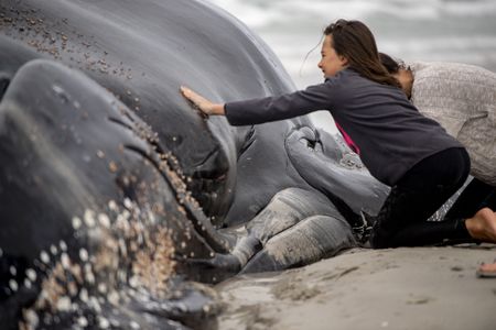 The alarming story southern right whale skin tells us about their changing feeding habits