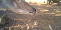 Here are 2 baboons photo bombing a kudu “selfie“.<br>Taken by a camera trap in my garden near Nelspruit.