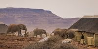 As climate change intensifies, animals need the freedom to move