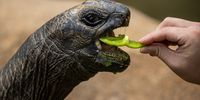 A park keeper feeds Sai Mui, an Aldabra giant tortoise, in its enclosure in Ocean Park, Hong Kong, China, 29 June 2020. Starting from July, park visitors will be able to see 20 meerkats and two Aldabra giant tortoises at a new animal exhibit.  EPA-EFE/JEROME FAVRE