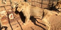When bones are that's their only value, a lion's condition is of no interest to breeders. Photo: Blood Lions archive