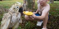 Eleven-year-old Cairns resident Jaxon Andrews tends to a cyclone battered and drenched white cockatoo in Cairns, Queensland, Australia, 14 December 2023. Cyclone Jasper has weakened to a tropical low but brought heavy rain and damaging winds, prompting rescue operations for people in far north Queensland.  EPA-EFE/BRIAN CASSEY AUSTRALIA AND NEW ZEALAND OUT