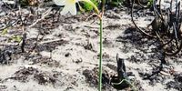 Burst of floral life is a beautiful bonus of devastating Overberg wildfires