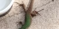 Italian wall lizard licking up the remains of my gelato! Image: Alison Wilson