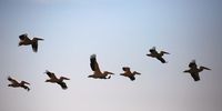 A line of pelicans soars above the lakes and pans of Ndumo Game Reserve. Photos: Rick Matthews/Big Banana Films
