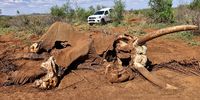 At lease 70 elephants have died of starvation in Madikwe. (Photo: NSPCA)