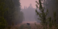 'Canada's Wildfire Smoke Haze'. A black bear wanders through a fire zone in Shining Bank, Alberta. This series depicts Alberta, Canada, in May 2023, as various wildfires struck the area. Smoke from these fires wafted to America and beyond, sparking numerous angry articles about Canada’s fire season. Image: © Jen Osborne, Canada, Shortlist, Professional competition, Wildlife & Nature, Sony World Photography Awards 2024