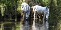 These has been soo beautiful to capture <br>Enjoying delta park along the braamspruit in Parkhurst.</p>
<p>