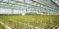 Elisabet controls barley seedlings at Bioeffect carbon-negative greenhouse, in Reykjanes Peninsula. The scientists of Bioeffect have developed a method to genetically engineer barley and produce Epidermal Growth Factor (EGF). This is a protein that stimulates cell growth and is used in luxury cosmetics to rejuvenate skin. This greenhouse holds up to 130,000 barley plants growing in inert volcanic pumice. The greenhouse is powered by clean geothermal energy and heat supplied by the neighbouring Svartsengi Power Station. A single gram of pure EGF has a market value of 10k$. The coronavirus pandemic has led to the most severe economic downturn the world has seen in recent years. However, this crisis also presented countries with an unprecedented opportunity to shift towards sustainable living. Iceland is isolated and challenged by a harsh climate and following the financial crisis in 2008 has successfully transformed its economy through the use of renewable energy. In a few decades, the country moved away from fossil fuels to producing 100% of its electricity from renewable sources. This transition nurtured an ecosystem of innovation and entrepreneurship that grew profitable businesses aiming to make minimal impact on the environment. Thus Iceland has become a global leader in technologies that foster clean energy and emission reduction. This small nation presents many ways in which the global climate crisis can be tackled and is leading the transition to a net-zero sustainable future. © Simone Tramonte, Italy, Finalist, Professional, Environment, 2021 Sony World Photography Awards