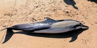 Dolphin strandings in Gqeberha spark concern, but experts urge calm