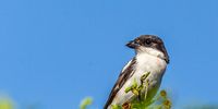 A Southern Fiscal perching on an Acacia. Image: Richard Wyllie 