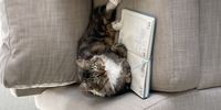 Reviewing my hectic schedule. Image: Liya Sulcas <br>