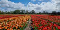 Tulip Season. Photographer: Jan Blom