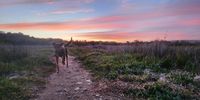 [Evening Stroll]. Photographer: [Retief van Aswegen].