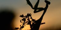 Praying Mantis enjoying the sunset in Capri - South Peninsula. Photo: Neville Lance